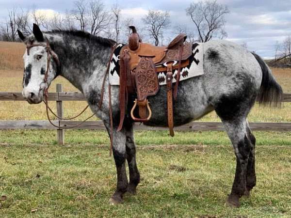 pleasure-appaloosa-horse