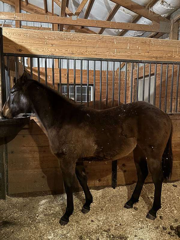 halter-rescue-filly