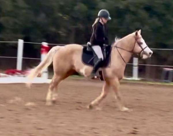 palomino-white-face-pony