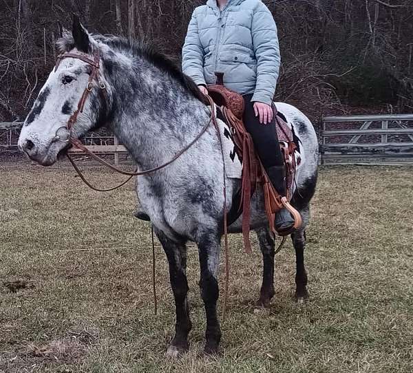 pleasure-appaloosa-horse