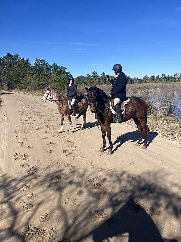 westen-gelding