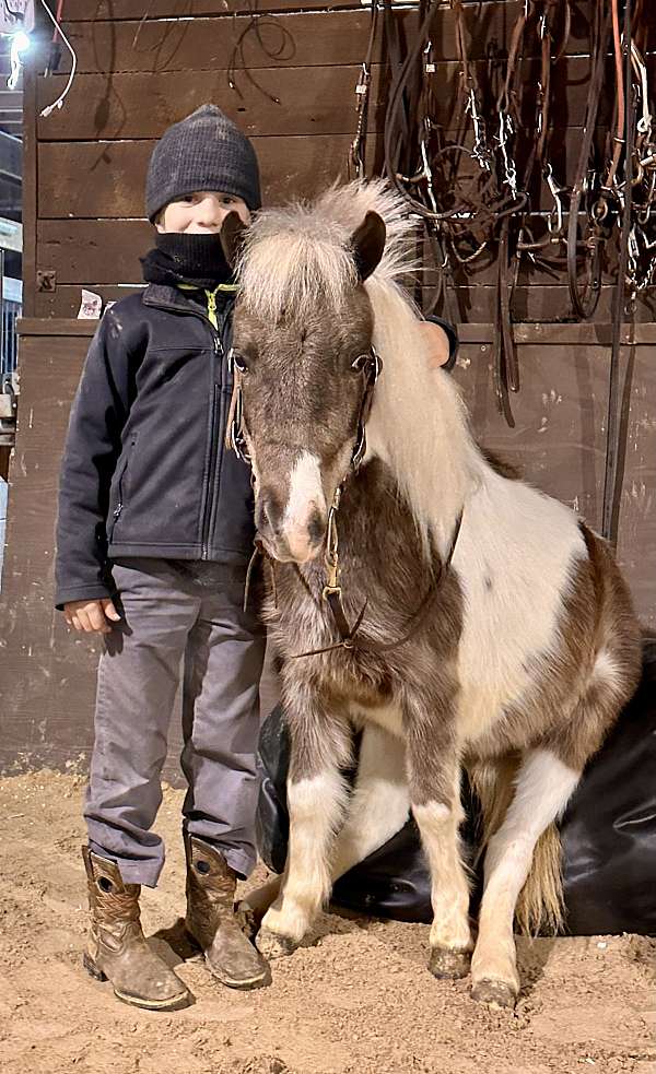 pinto-chocolate-white-pony