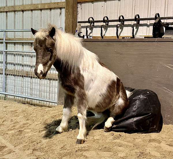 team-driving-miniature-pony