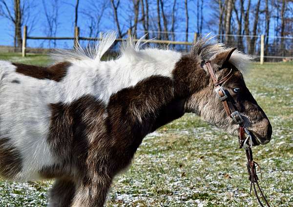 trick-trained-pony-gelding