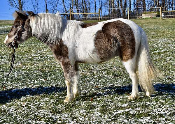 chocolate-white-pony