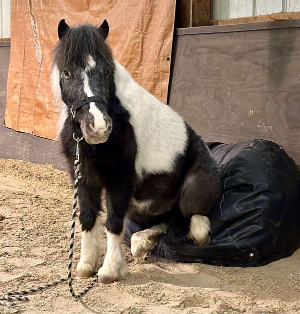 driving-pony-miniature