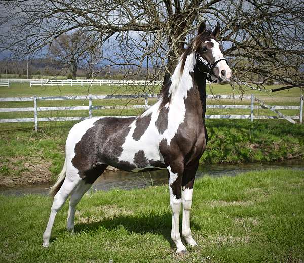 smokey-black-spotted-saddle-mare