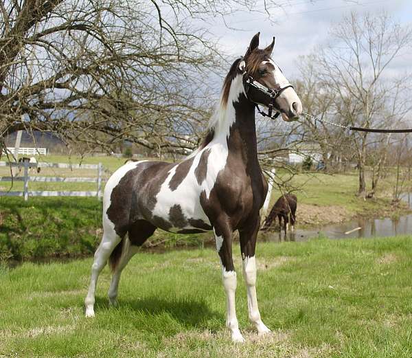 smokey-black-spotted-saddle-for-sale