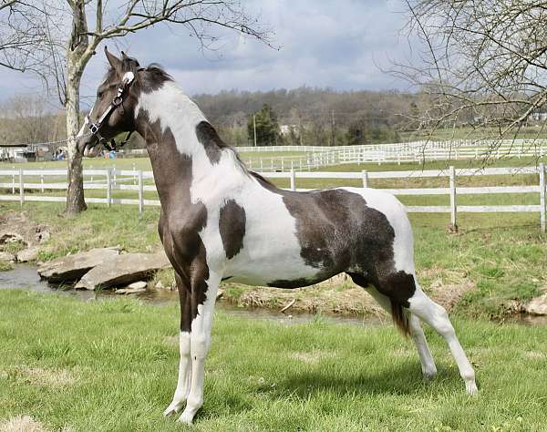 twhbea-spotted-saddle-mare