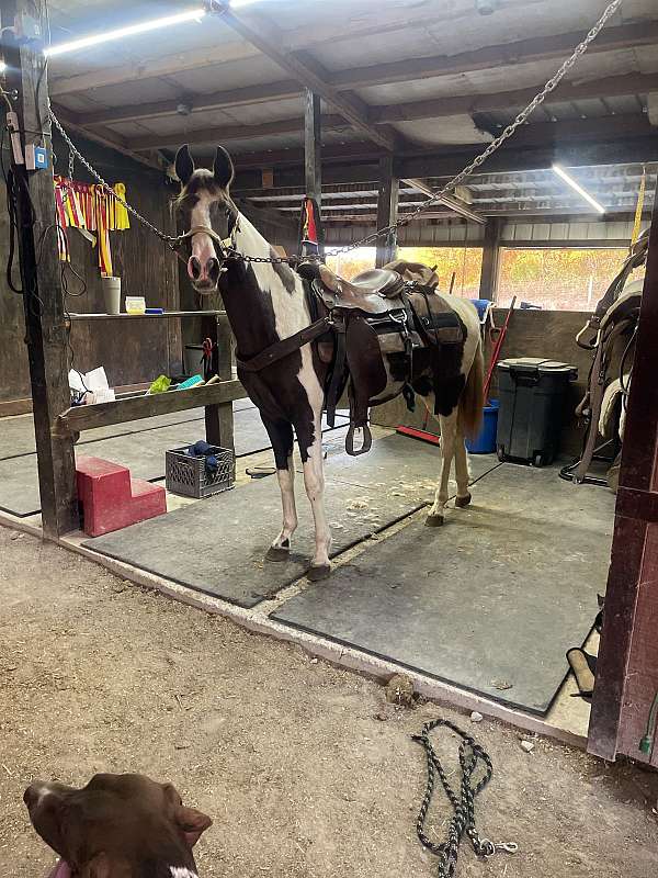 smokey-black-spotted-saddle-horse