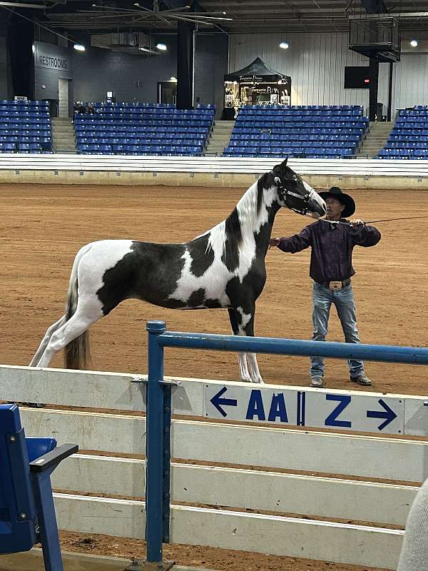 tobiano-horse