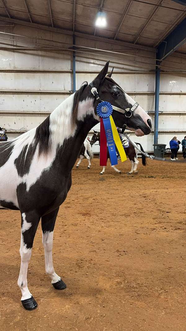 smokey-black-tobiano-horse