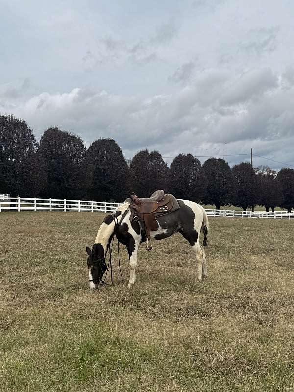 breeding-spotted-saddle-horse