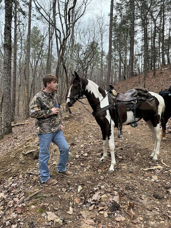 champion-spotted-saddle-horse