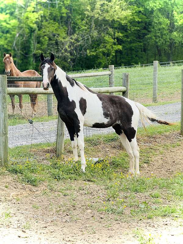 double-registered-spotted-saddle-horse