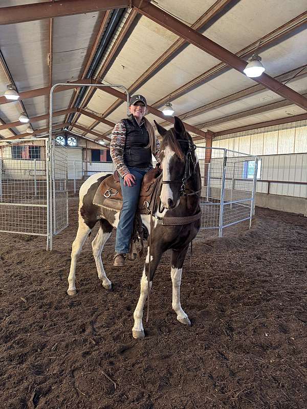 field-trial-spotted-saddle-horse