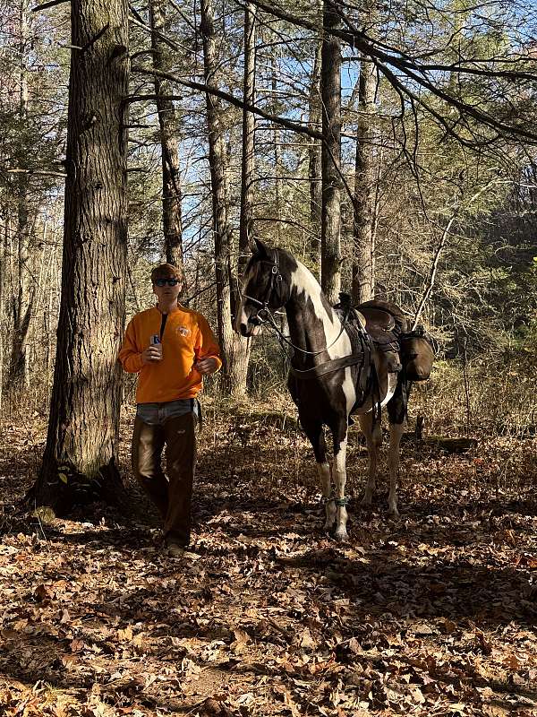 gaited-spotted-saddle-horse