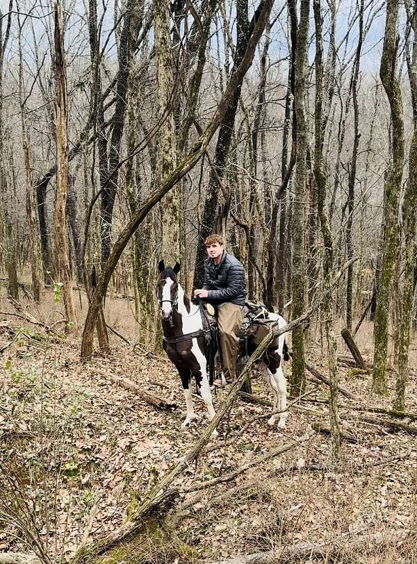 color-producer-spotted-saddle-horse