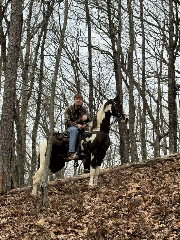 ridden-western-spotted-saddle-horse