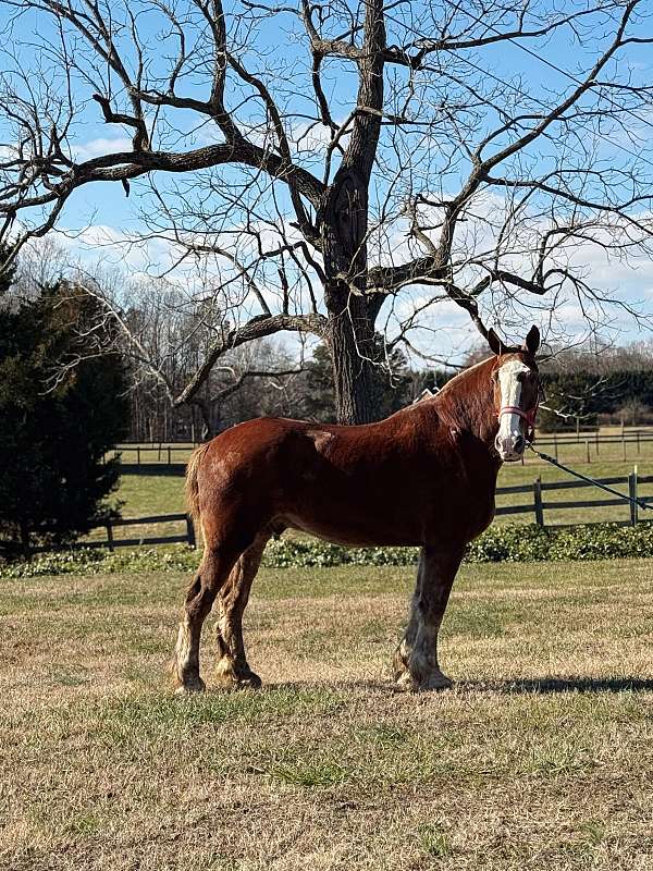 experienced-harness-belgian-horse