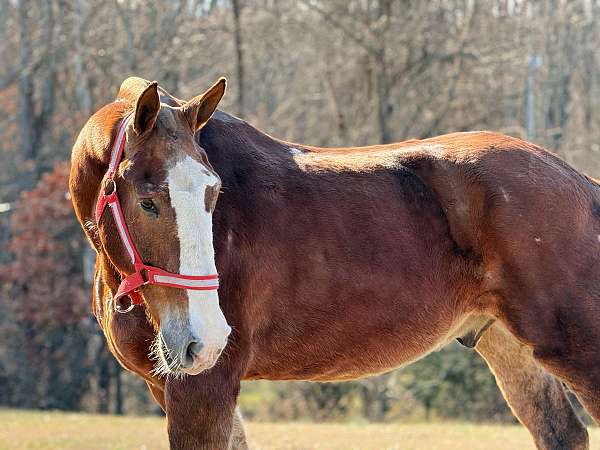 all-belgian-horse