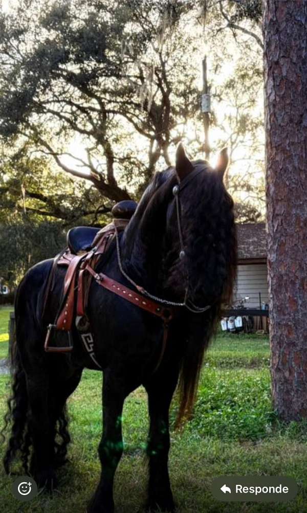 breeding-friesian-horse