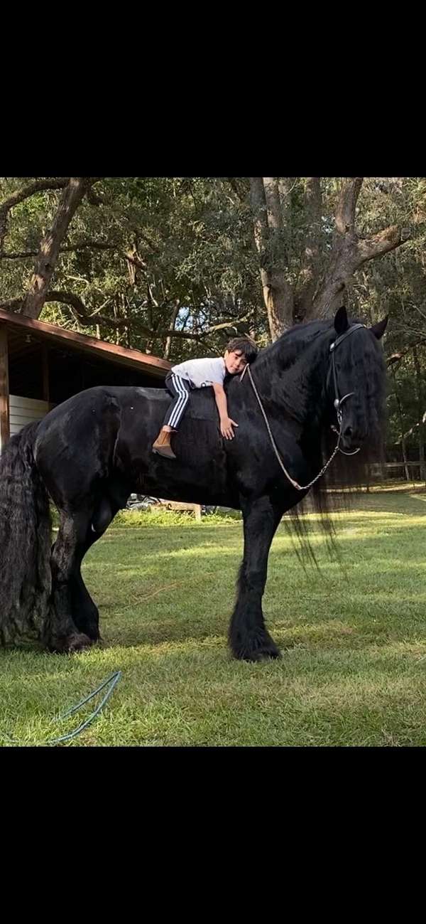 kid-safe-friesian-horse