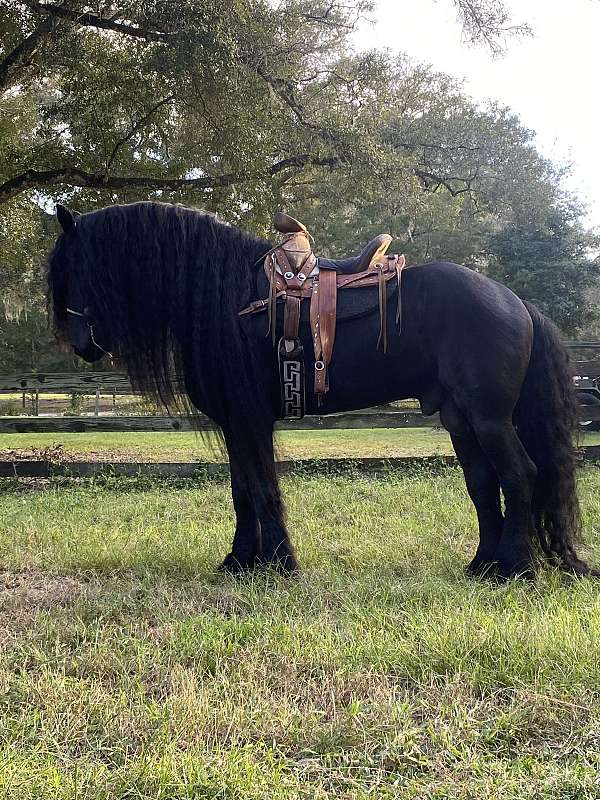 dressage-friesian-horse