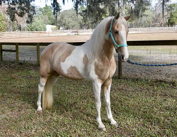 palomino-horse