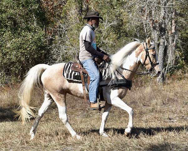 tobiano-palomino-horse