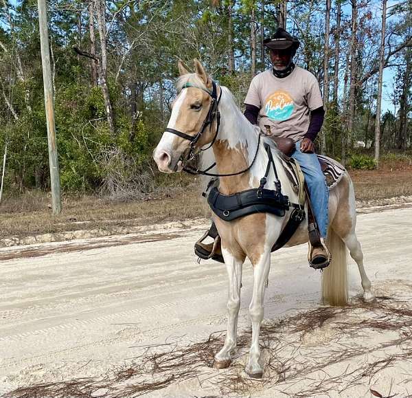 age-tennessee-walking-horse