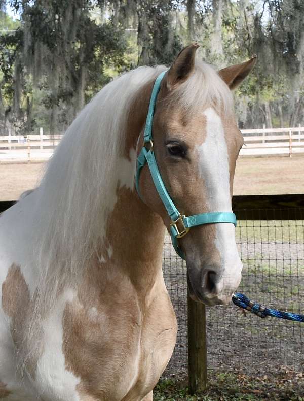 all-tennessee-walking-horse