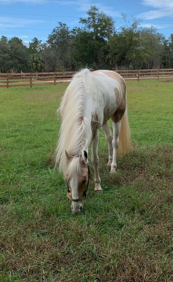 attention-tennessee-walking-horse