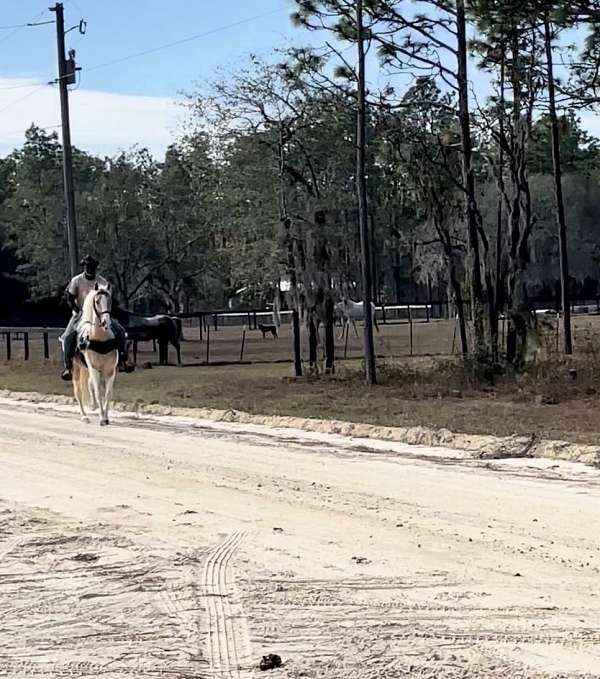 breeding-tennessee-walking-horse