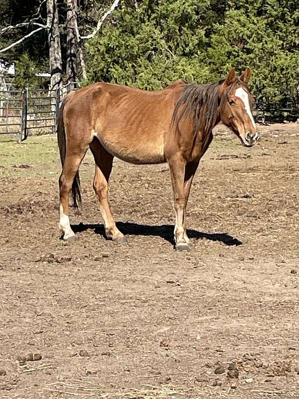 quarter-horse-for-sale