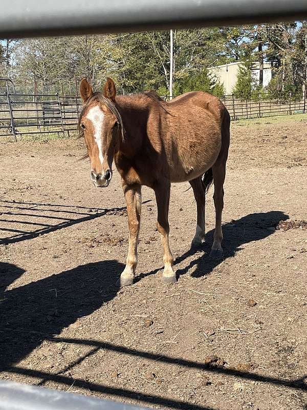 quarter-horse-mare