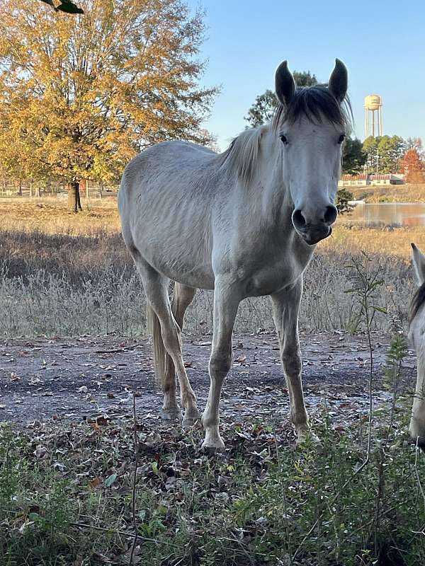 companion-project-andalusian-paint-horse