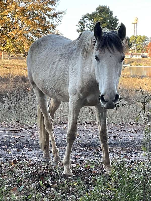 bay-andalusian-paint-mare-broodmare