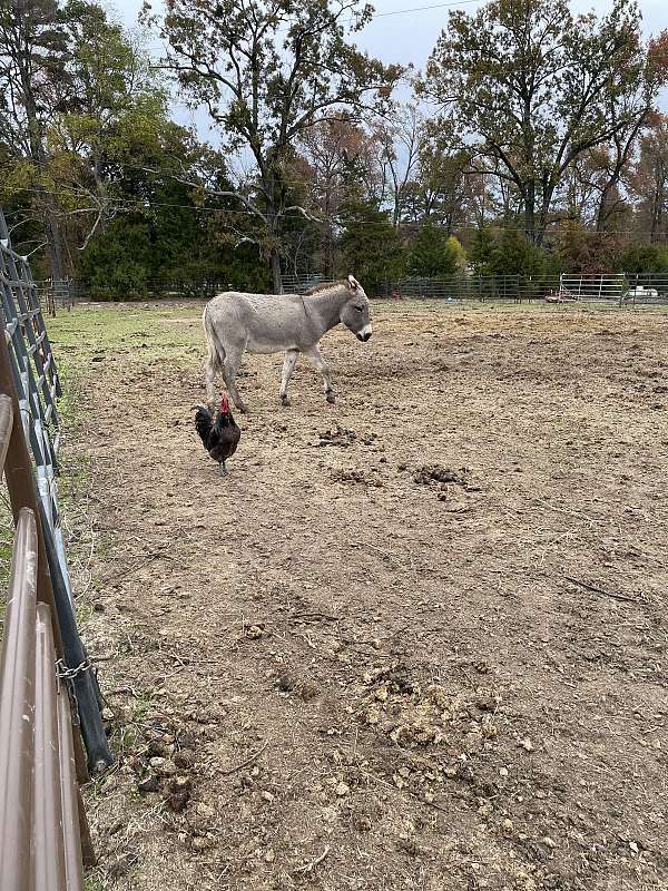 brown-grey-horse-for-sale