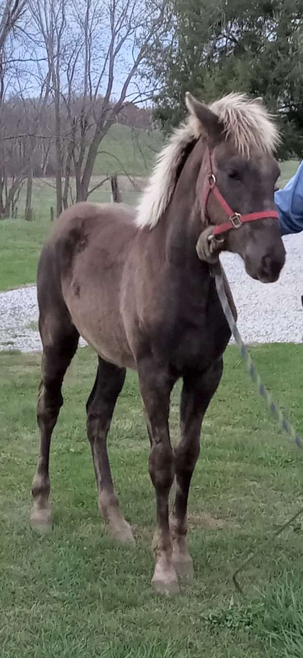 black-chocolate-rmha-filly-mare