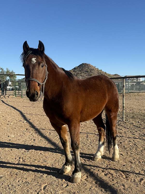 companion-working-mustang-horse