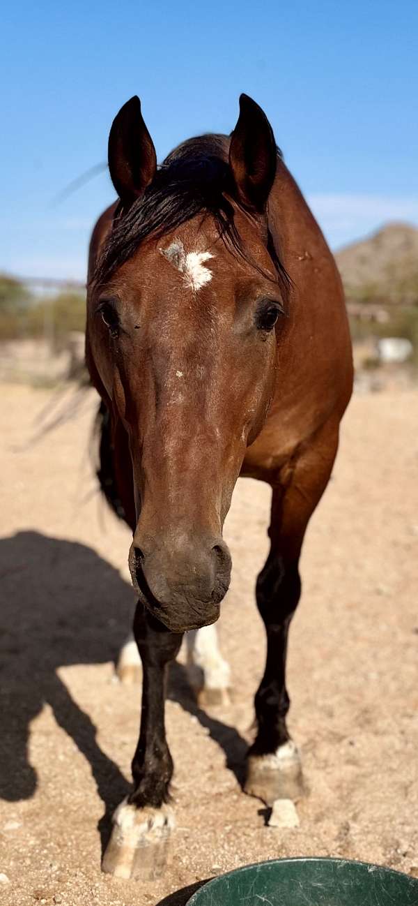 companion-working-gelding