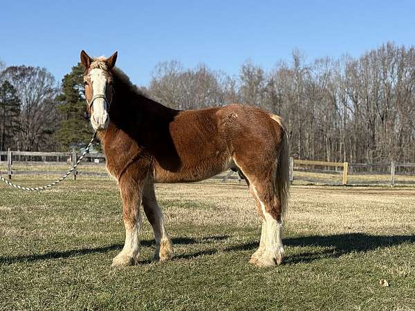 chestnut-belgian-gelding