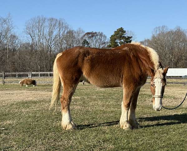 17-hand-belgian-gelding