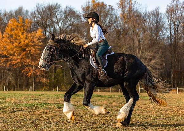 english-shire-horse