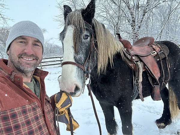 illinois-shire-horse