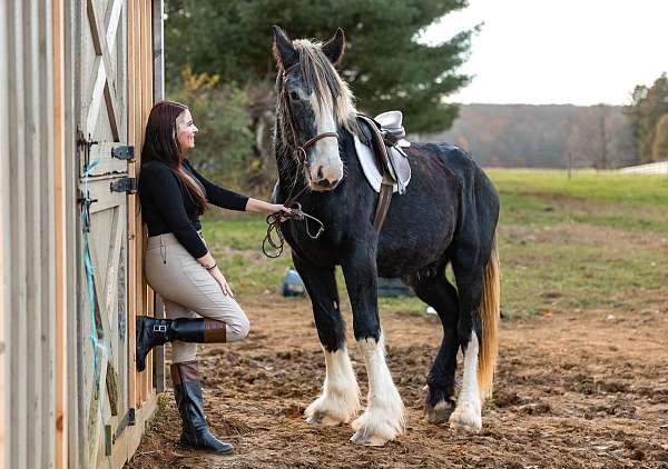 illinois-gelding