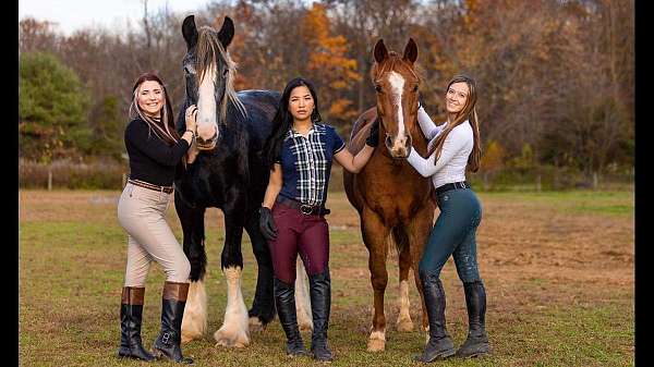 gelding-shire-horse