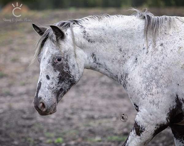 black-filly-appaloosa-horse