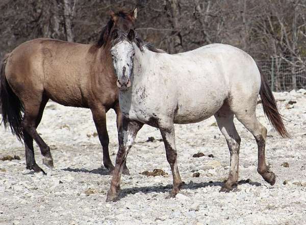 hypp-appaloosa-horse